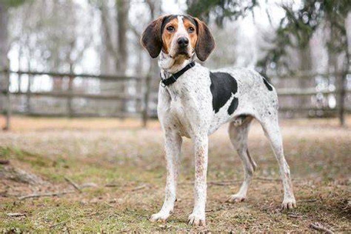 Treeing Walker Coonhound_Mary Swift, Shutterstock