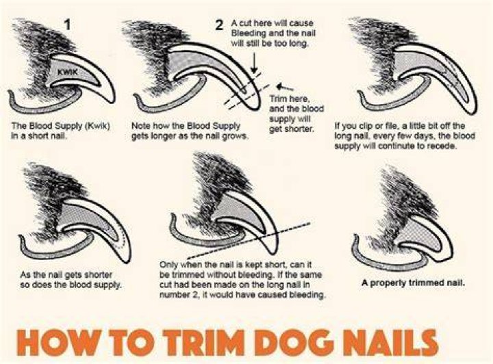 Trimming dog claws