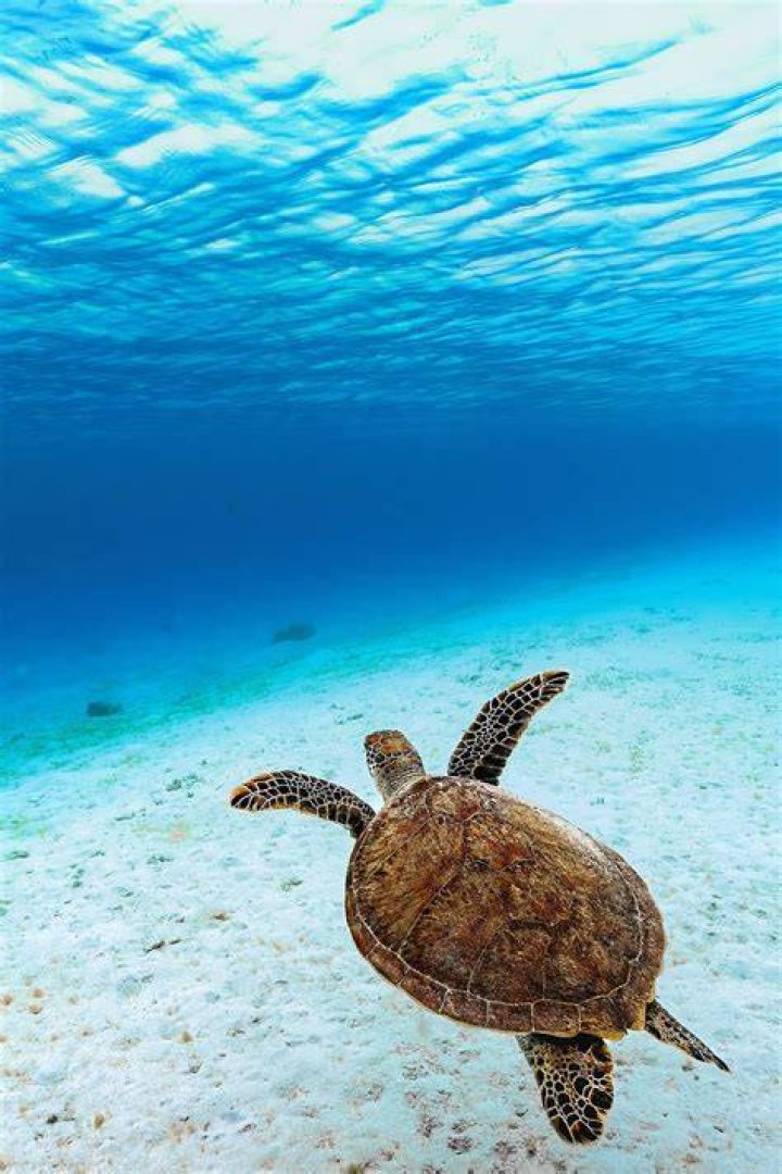 turtle nest_Matt Jeppson_Shutterstock
