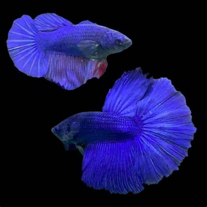 two blue female Betta fish