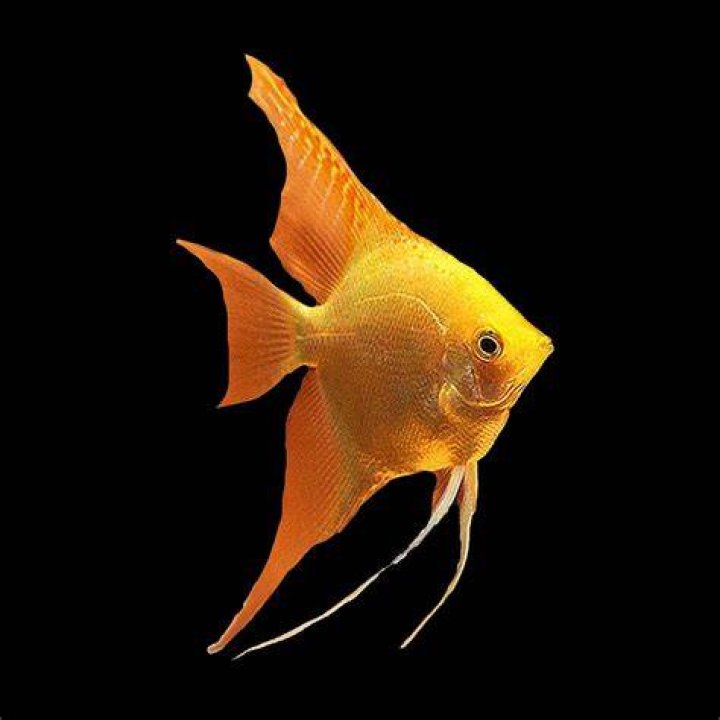 two gold angelfish