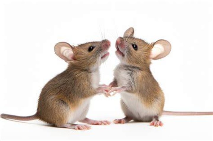 Two Mice