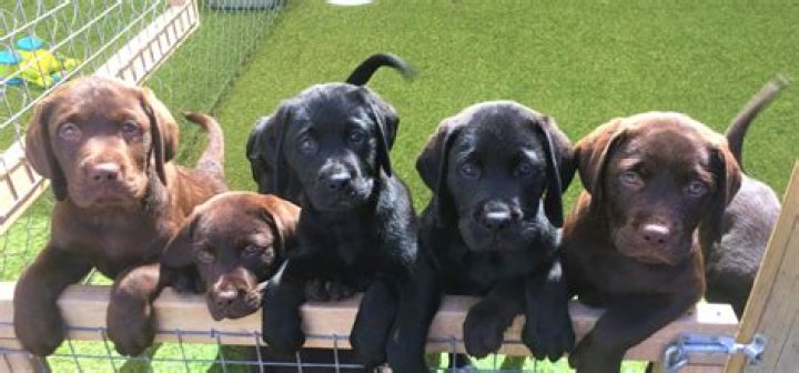 Valinka Labradors