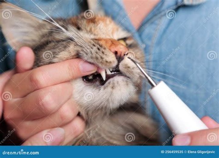 Vet cleaning cat teeth