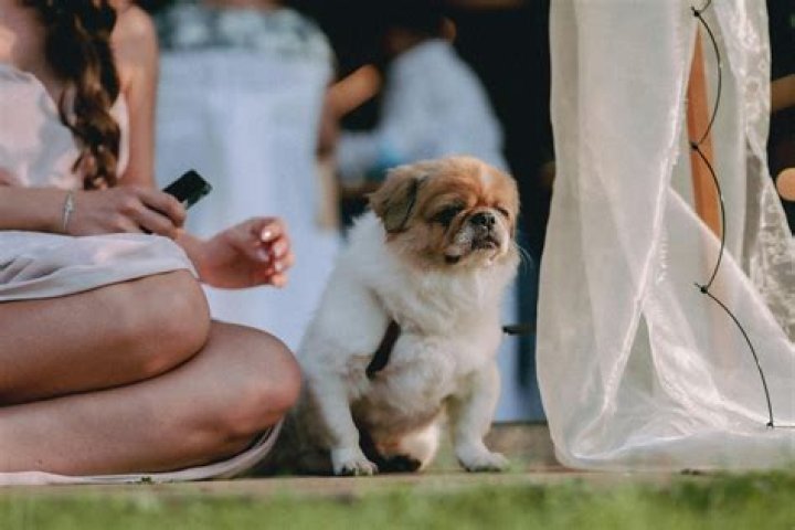 We Tried It A Dog DNA Test that Helps Determine a Canine's Real Age