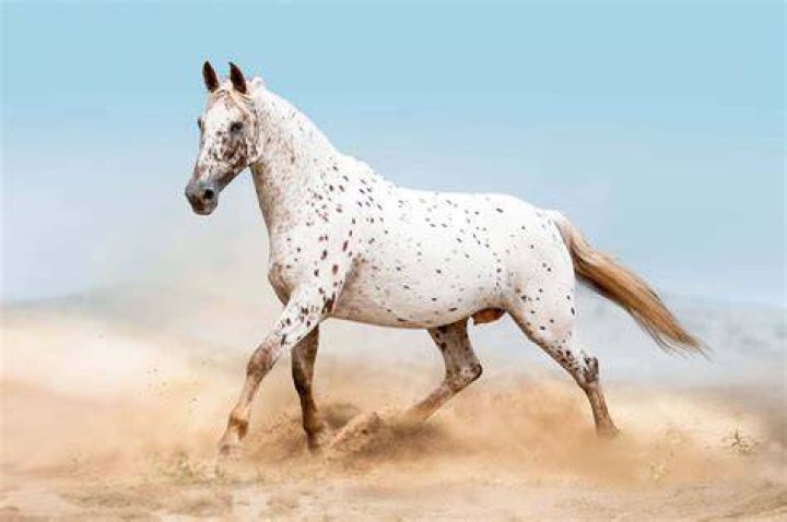 White Appaloosa