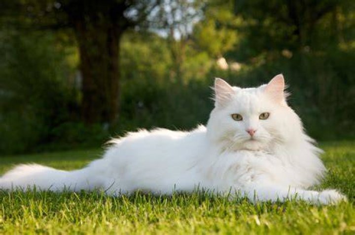 white fluffy cat with multicolored eyes sitting and meows