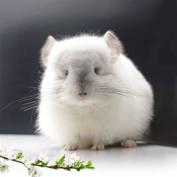 white short-tailed chinchilla