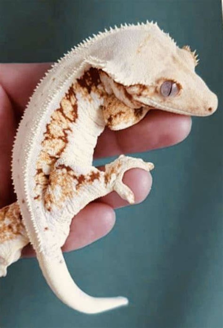 White Spotted Crested Gecko