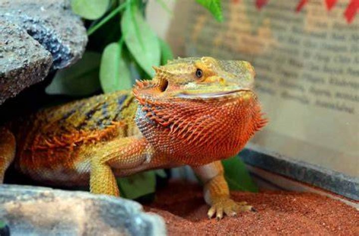 Why the Dragon is Central to Chinese Culture Monstrum