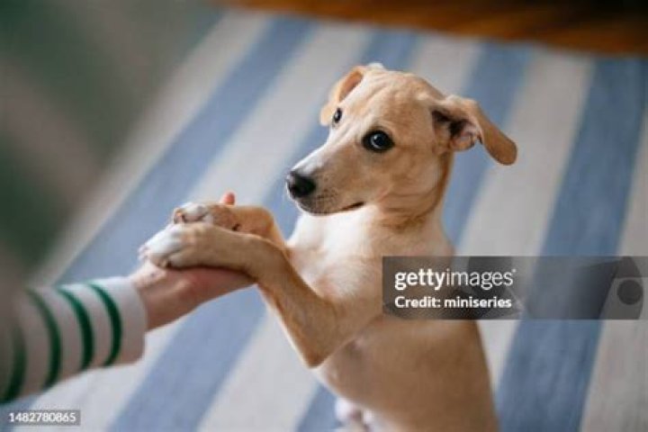 woman holding dog paw