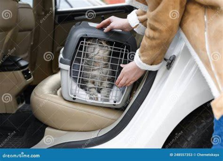 Woman putting carrier with cute Scottish fold cat into car