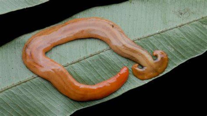 Worm Snakes-Pixabay