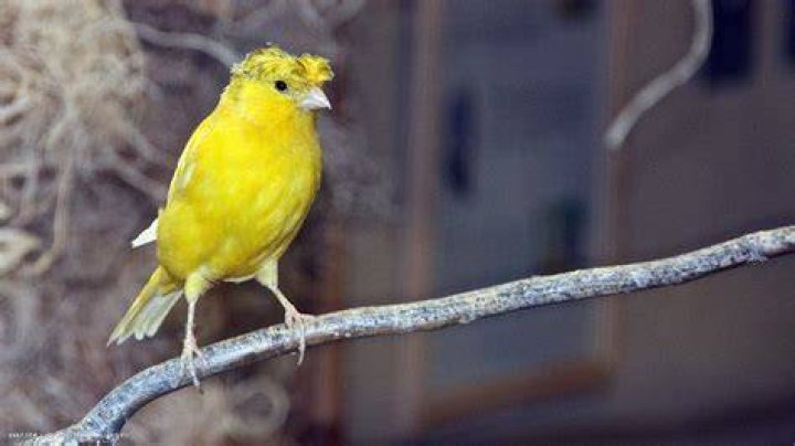 Yellow crested canary in bird cage