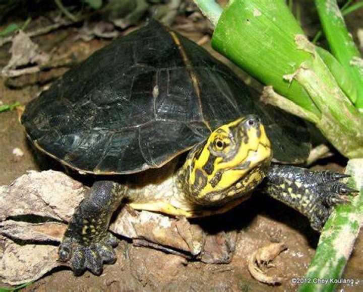 yellow headed temple turtle eating carrots