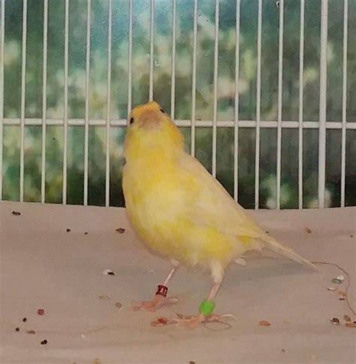 yellow waterslager canary bird in cage