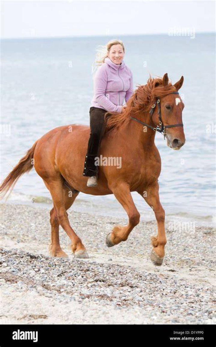 young frederiksborger horse
