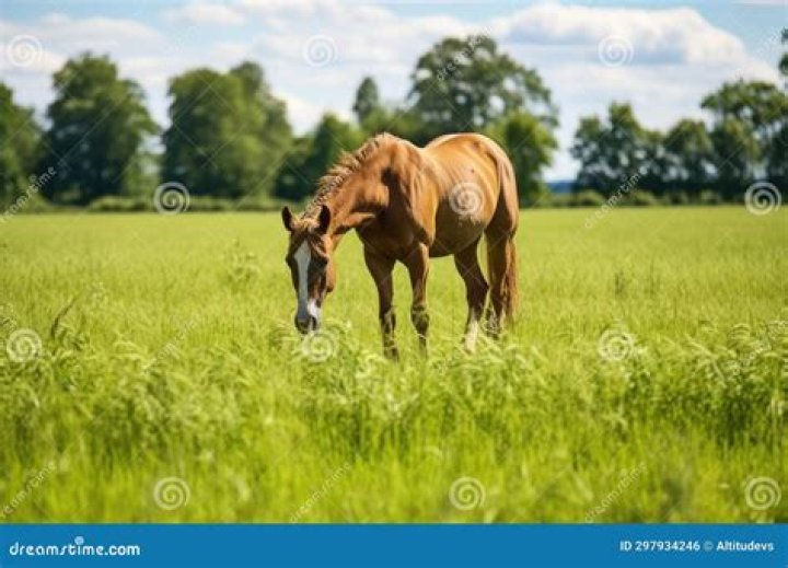 Zaniskari horse grazing in grassy hill